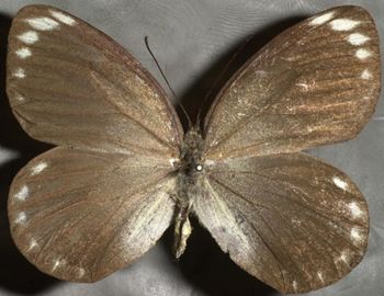 Media type: image;   Entomology 16618 Aspect: habitus dorsal view